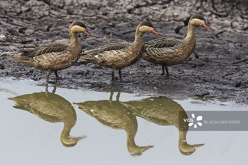三只红嘴鸭图片素材