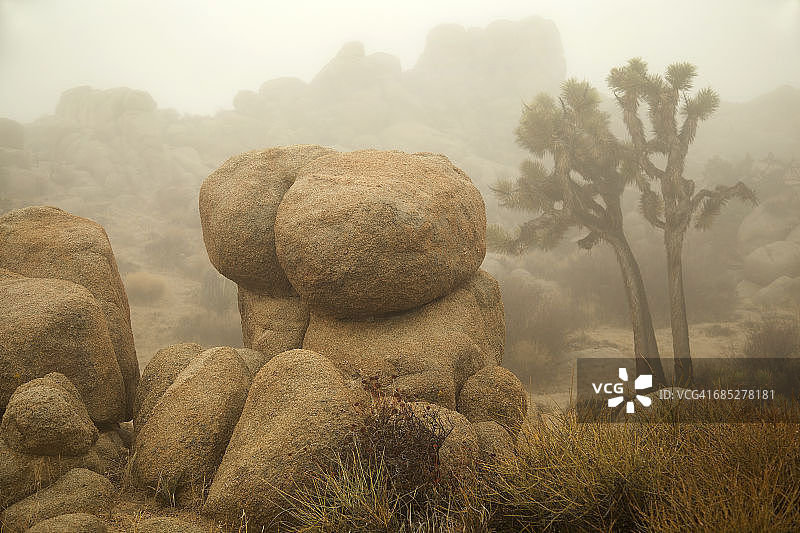 雾天下的巨石和约书亚树图片素材
