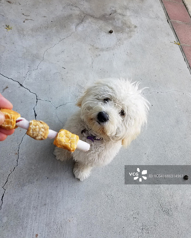 宠物零食图片素材