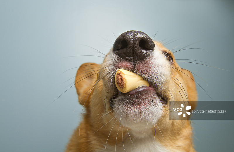 宠物零食图片素材