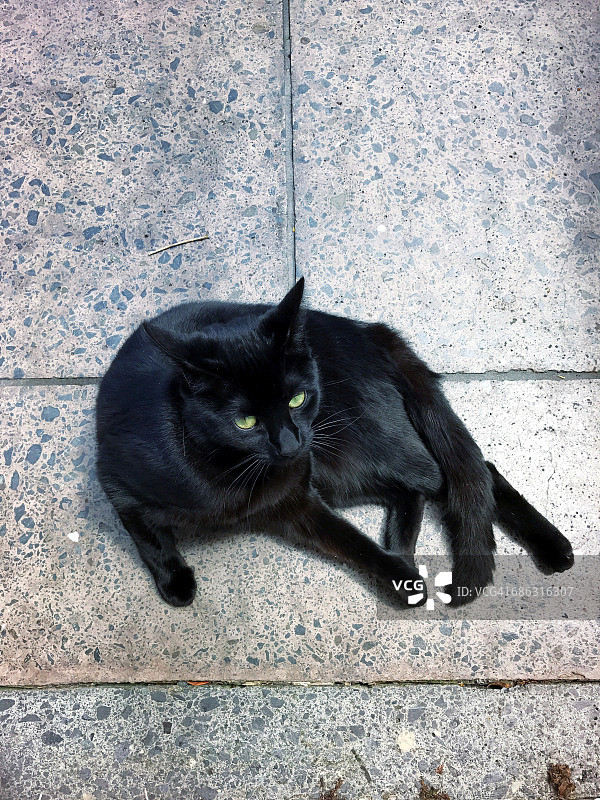 万圣节黑猫图片素材