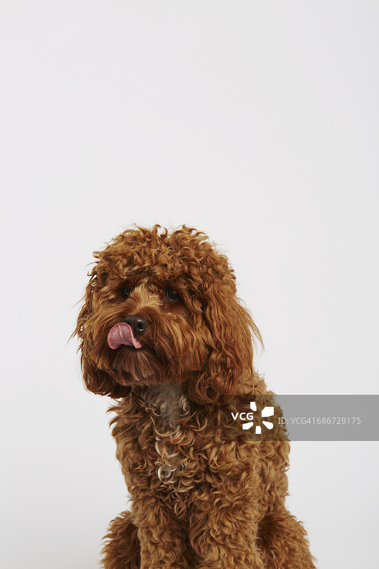 可爱的年轻凤头鹦鹉图片素材