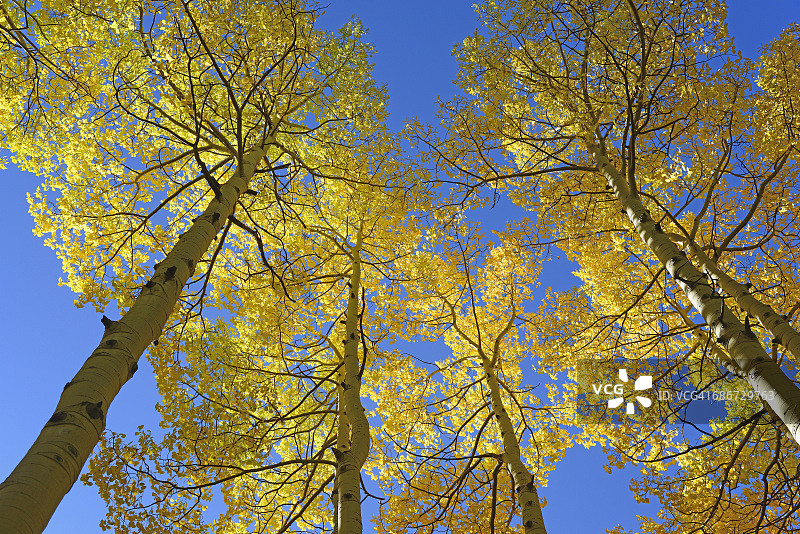 美国科罗拉多州：秋季克诺沙山口的树木图片素材