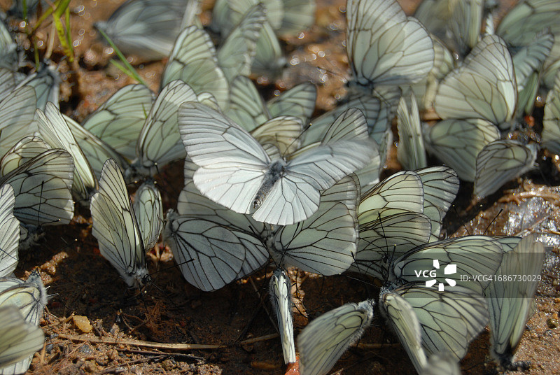 保加利亚黑脉白蝶特写图片素材