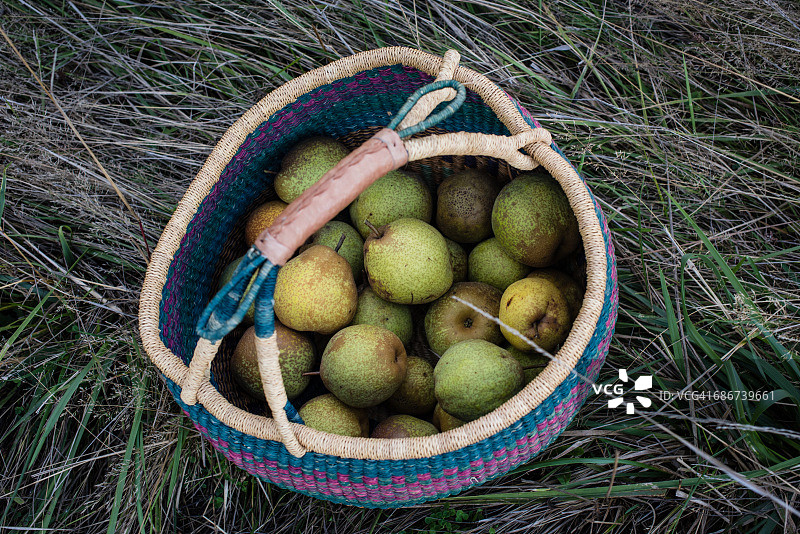 篮子里收获的梨俯视图图片素材
