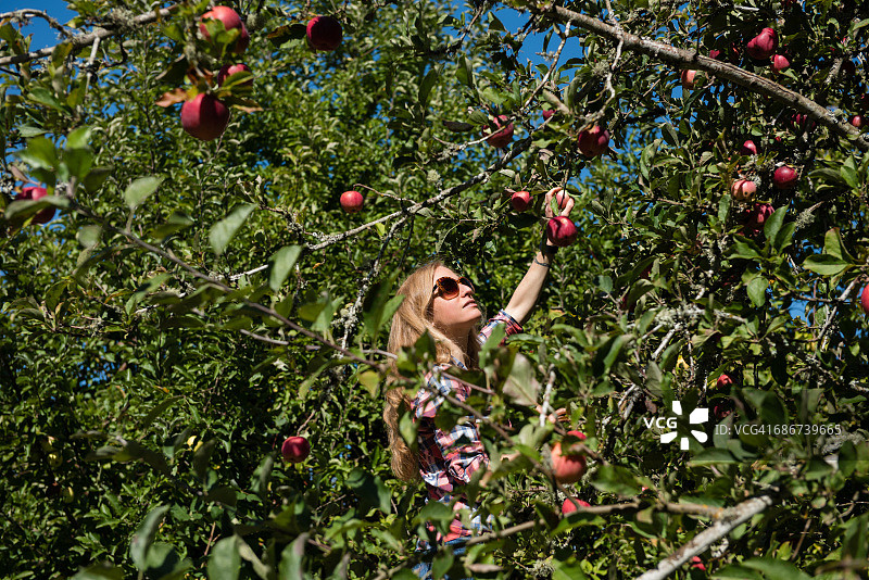 年轻女人在有机农场果园里摘苹果图片素材