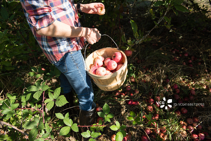 有机农场果园里采摘苹果的妇女颈部以下视角图片素材