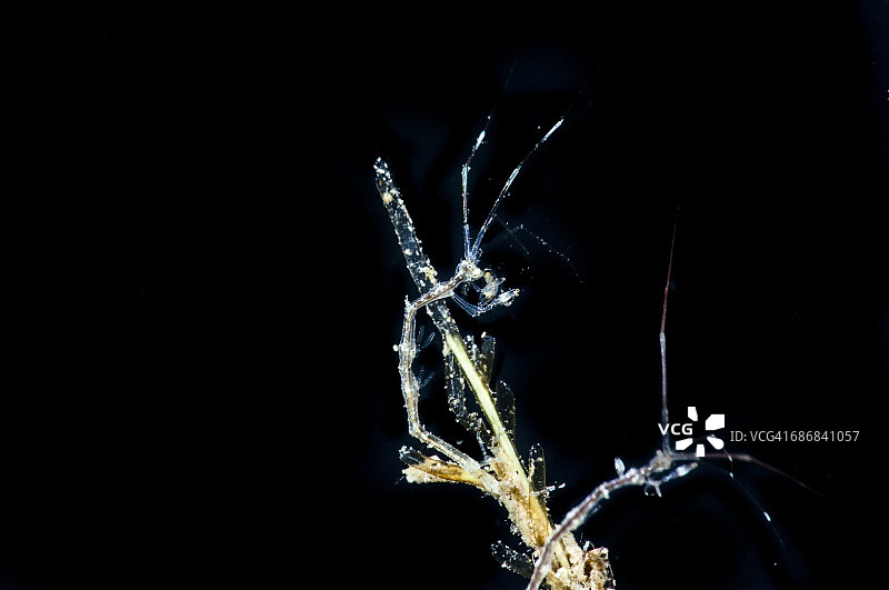 虾骷髅图片素材