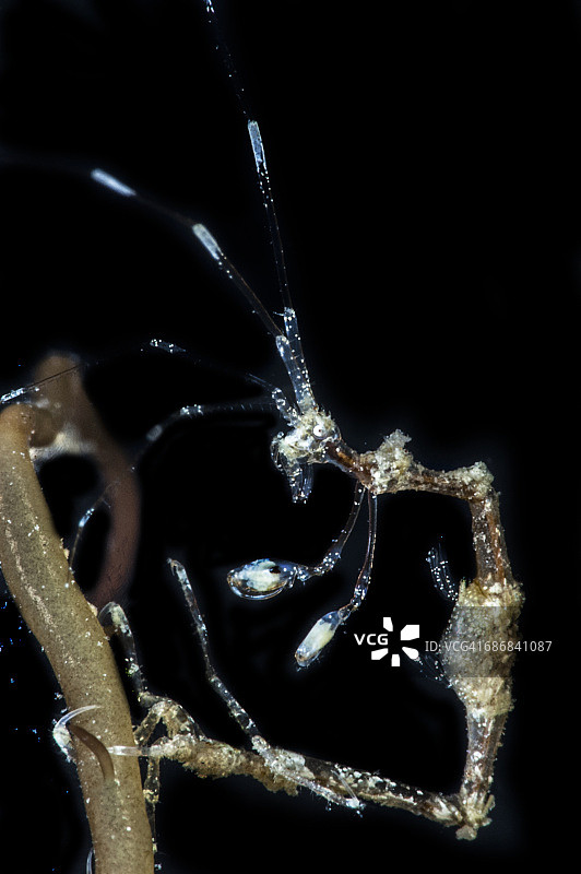 虾骷髅图片素材