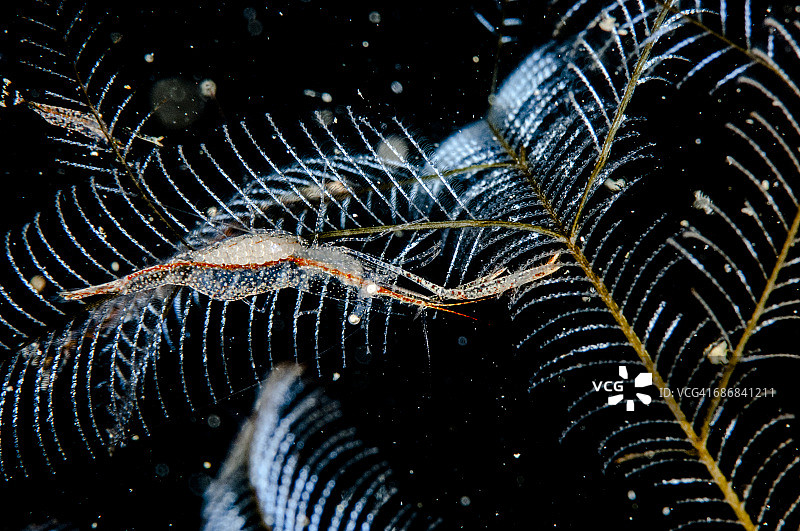 玻璃虾图片素材