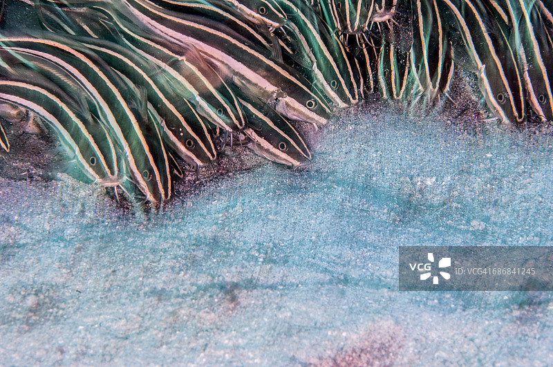 条纹鳗鲶图片素材