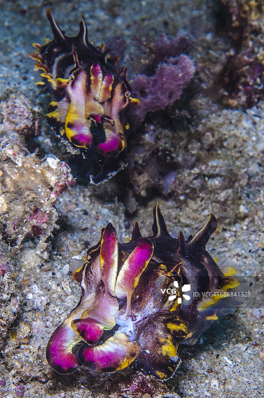 火焰乌贼图片素材