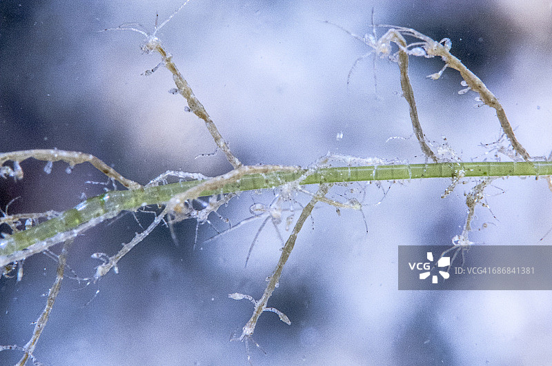 虾骷髅图片素材