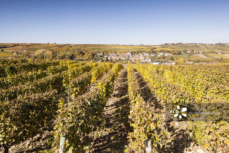 桑塞尔葡萄园的秋天图片素材
