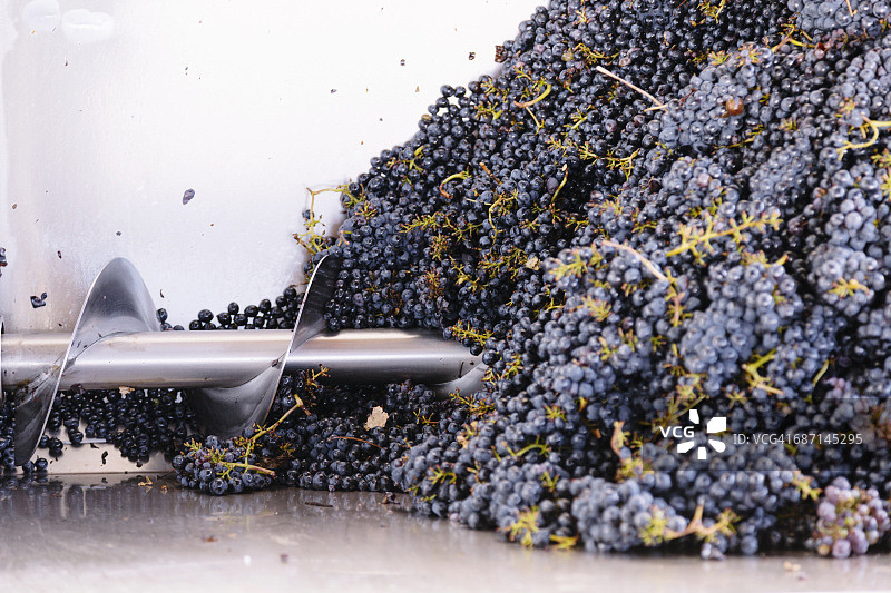 葡萄去梗机特写图片素材