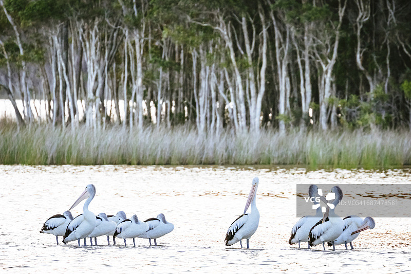 努萨河沼泽地的鹈鹕图片素材