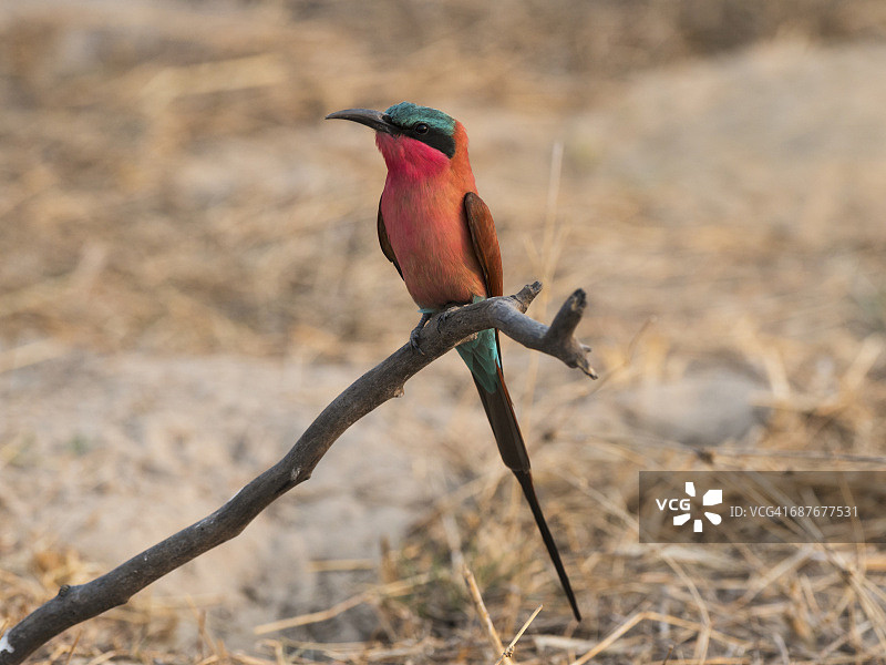 南朱红蜂虎图片素材