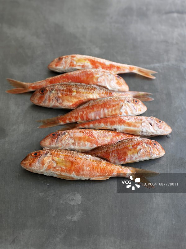 红鲻鱼图片素材