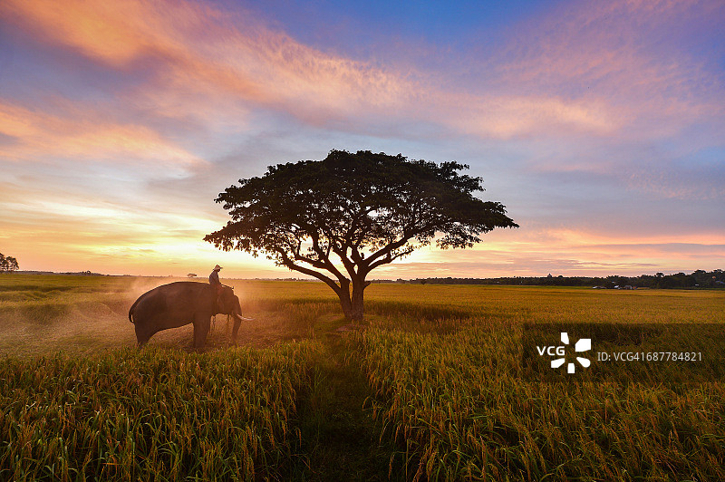 泰国素林骑着大象的象奴图片素材