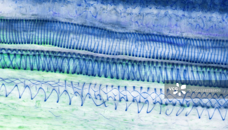 木质部，LM图片素材