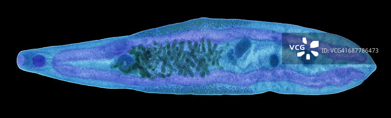 肝吸虫显微镜图图片素材