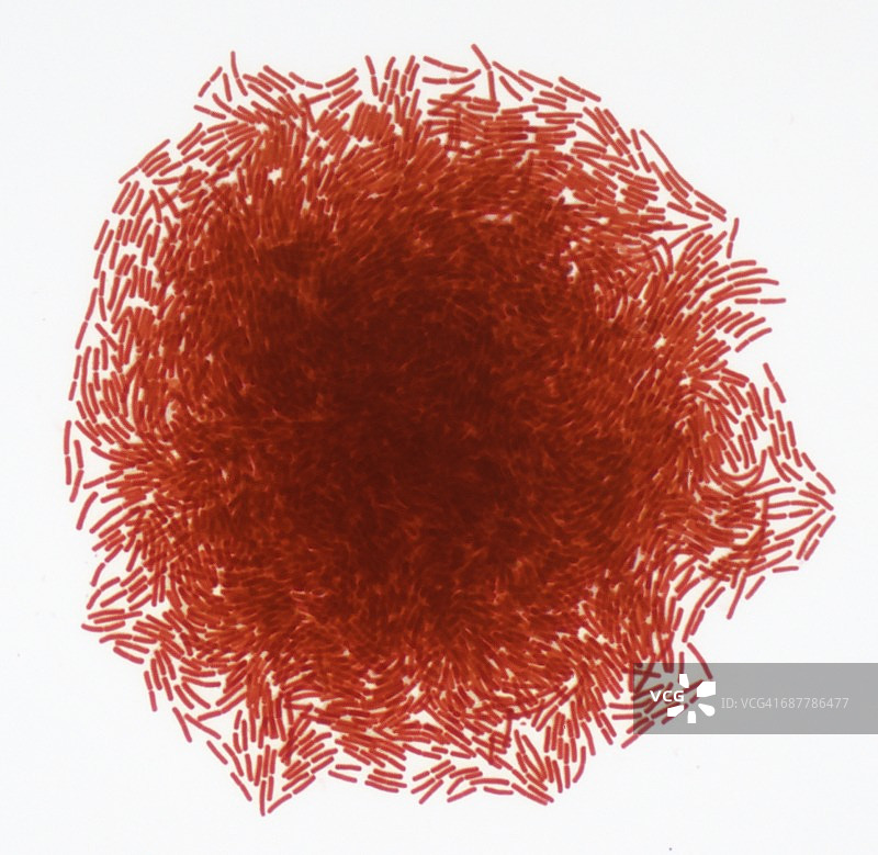 细菌菌落，LM图片素材