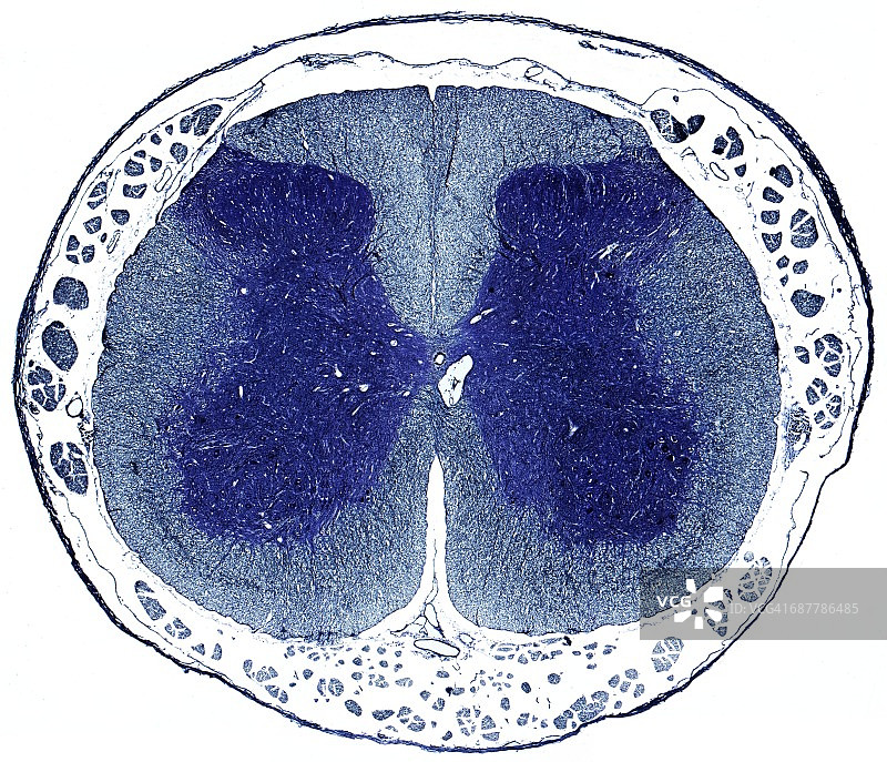 脊髓，LM图片素材
