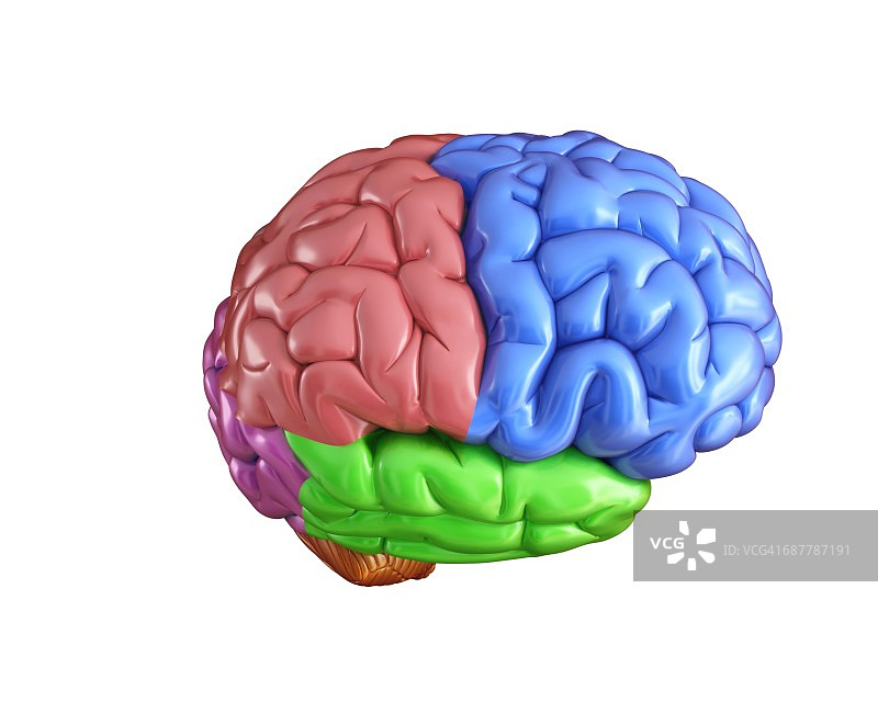 人脑解剖，图解图片素材