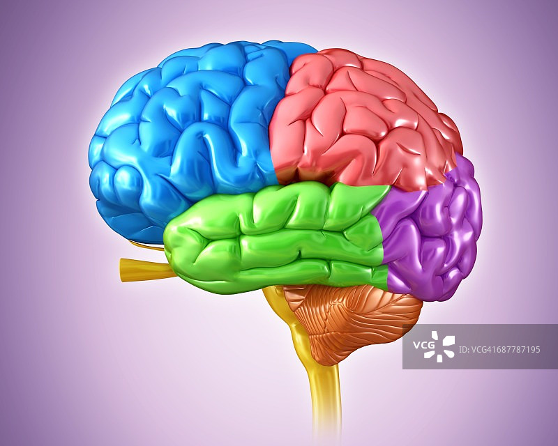 人脑解剖，图解图片素材