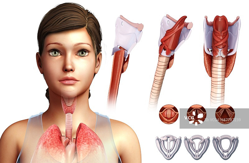 声带插图图片素材