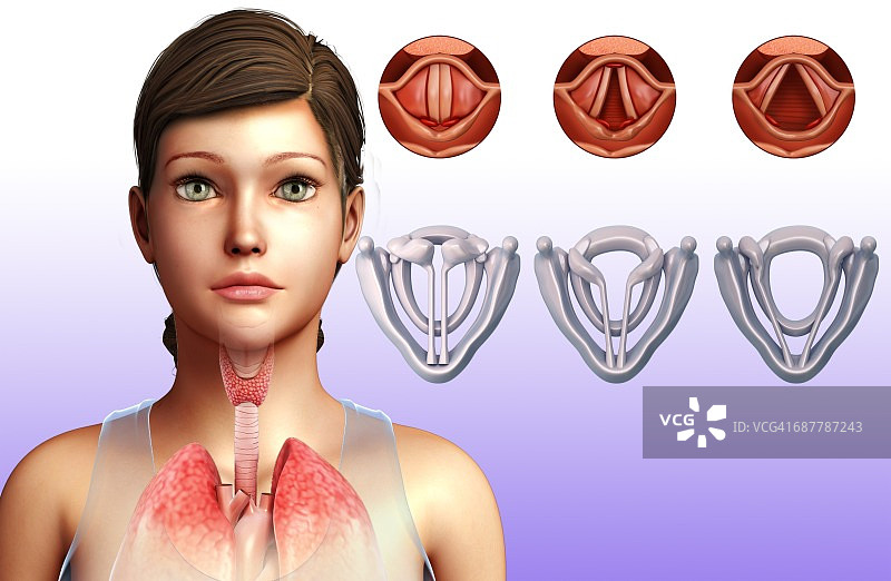 声带插图图片素材