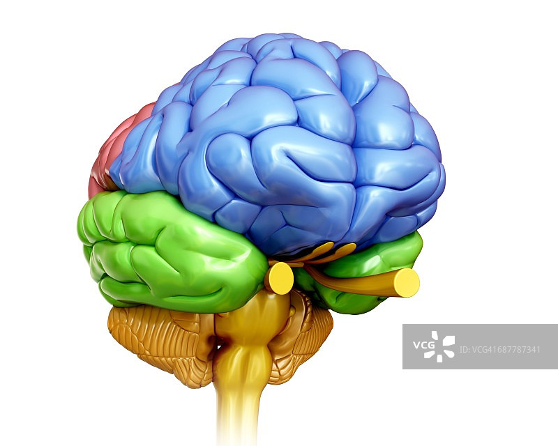 人脑解剖，图解图片素材