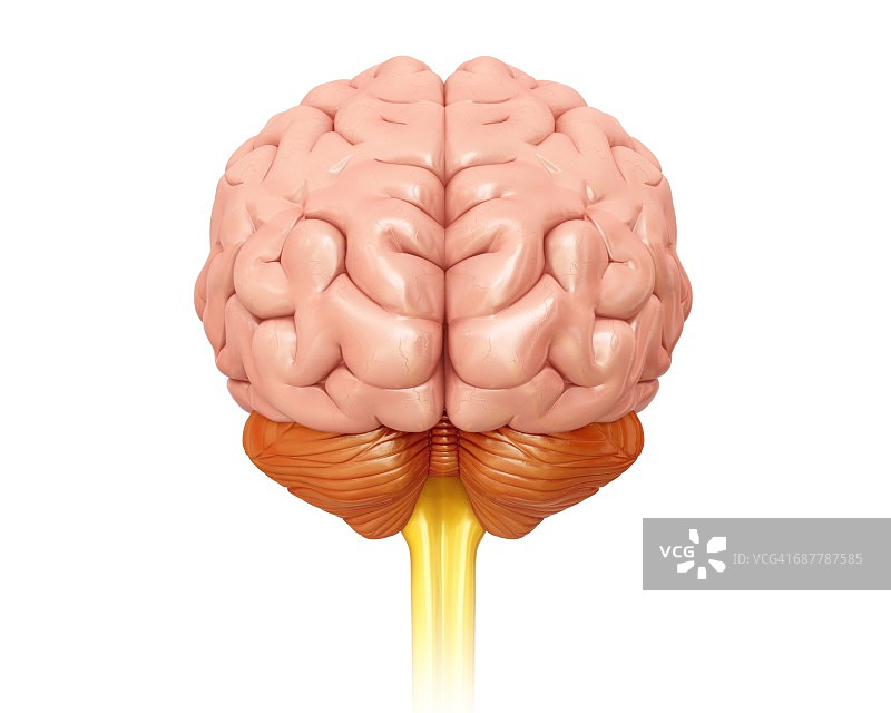 人类大脑、插图图片素材