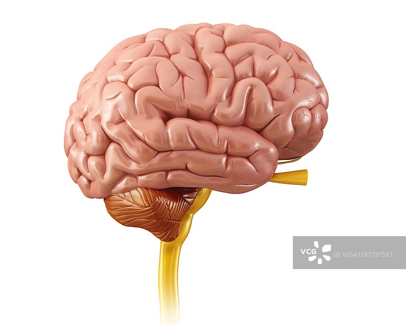 人类大脑、插图图片素材