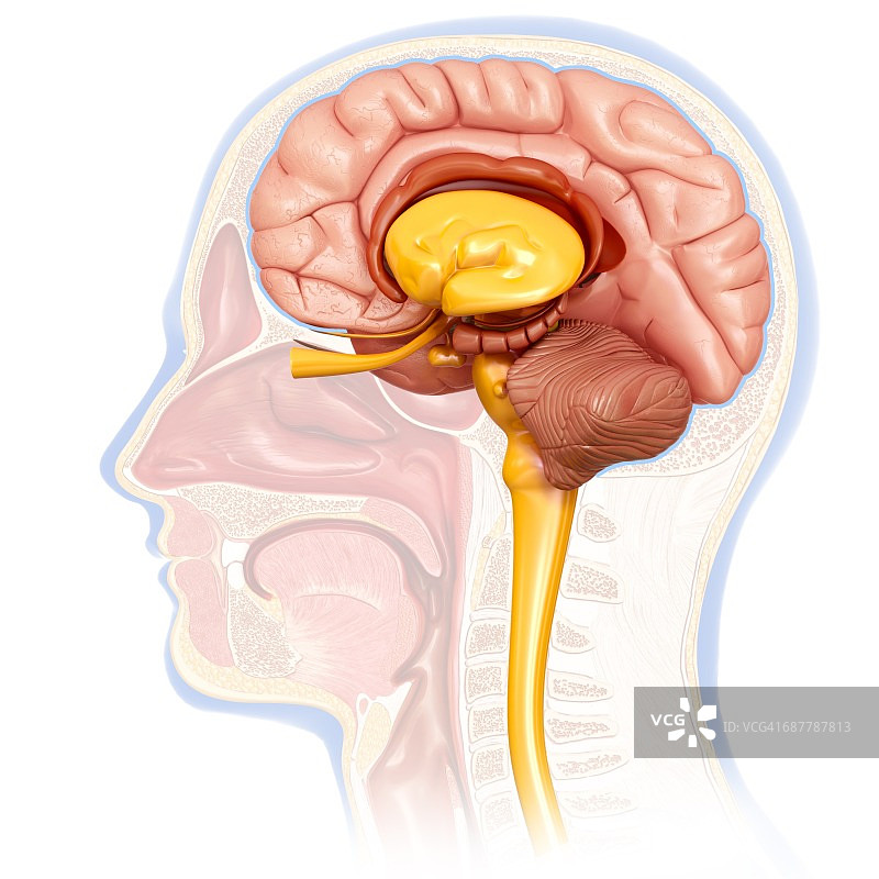 人脑横截面插画图片素材