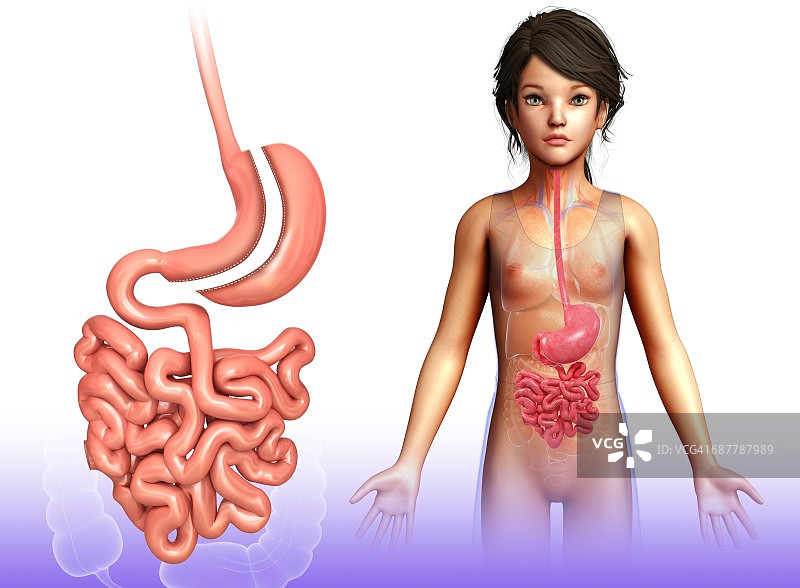 袖状胃切除术插图图片素材