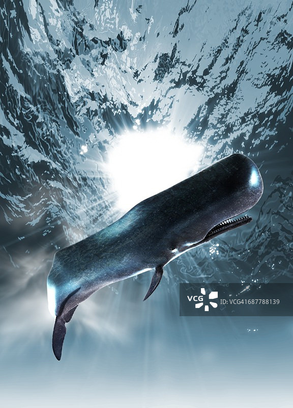 水下海洋生物插画图片素材