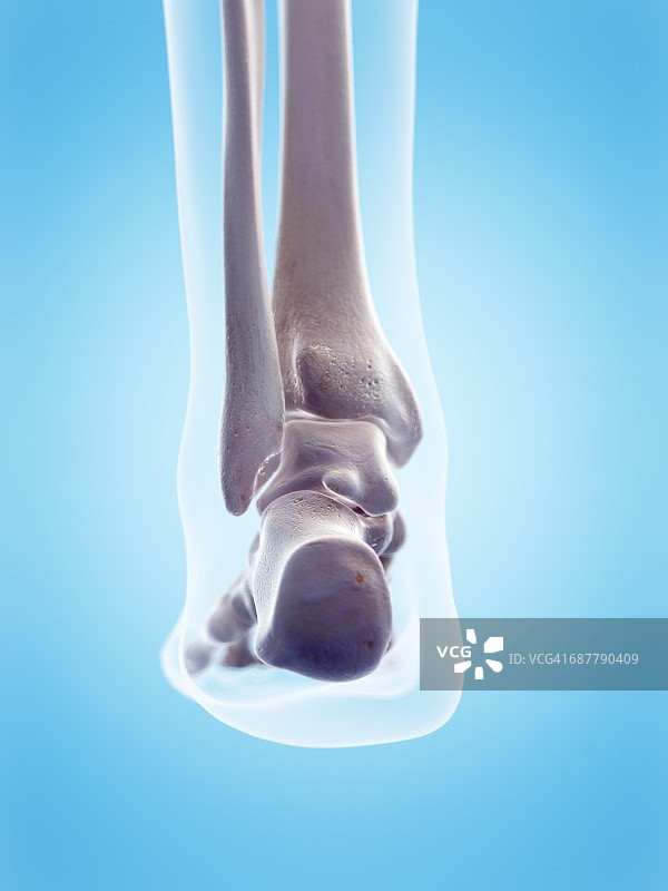 人类足部骨骼插图图片素材