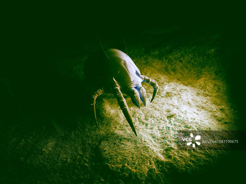 尘螨，图示图片素材