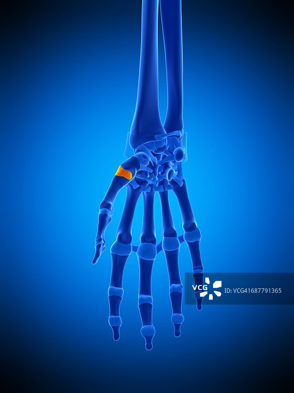 拇指关节囊插图图片素材