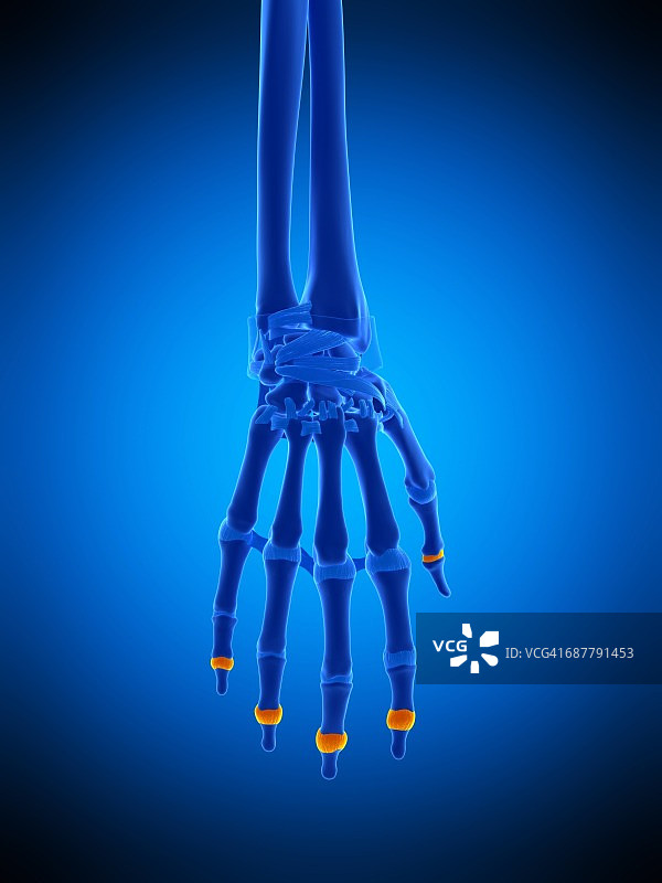 手关节囊插图图片素材