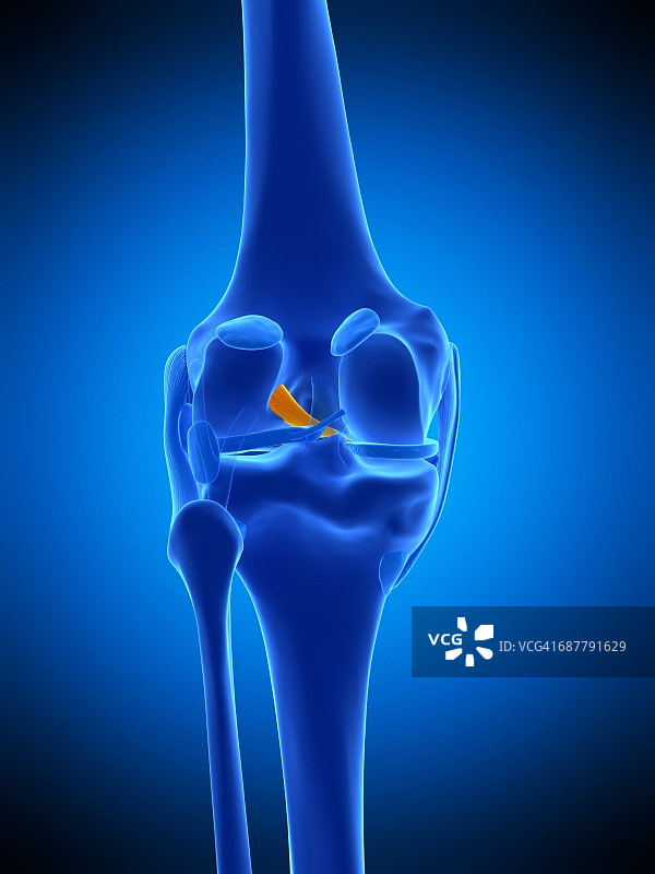 膝盖韧带图示图片素材