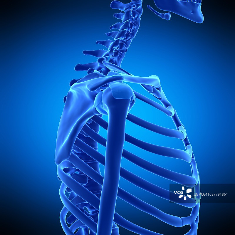 肩部韧带插图图片素材