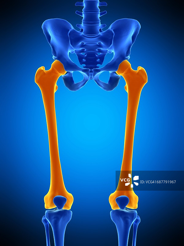 股骨插图图片素材