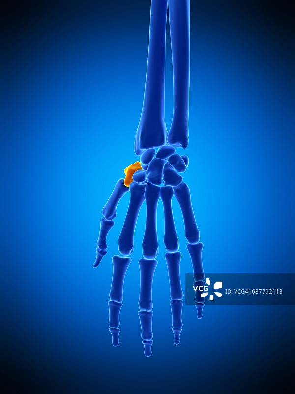 手骨插图图片素材