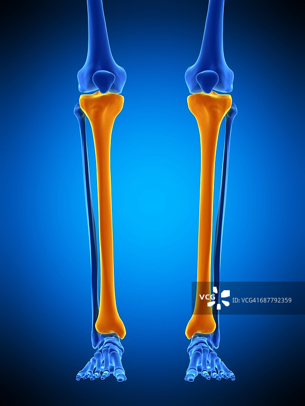 胫骨插图图片素材