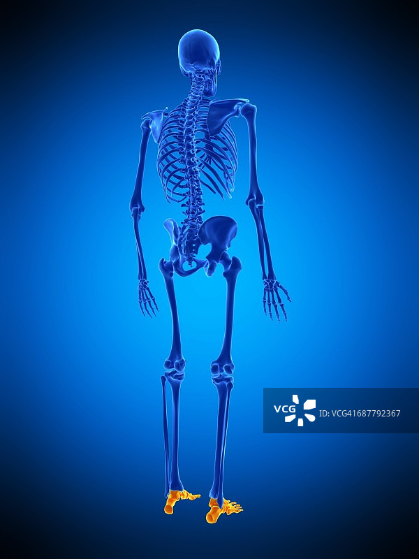 足部骨骼图图片素材