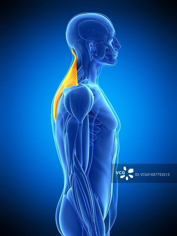 背部肌肉、插图图片素材