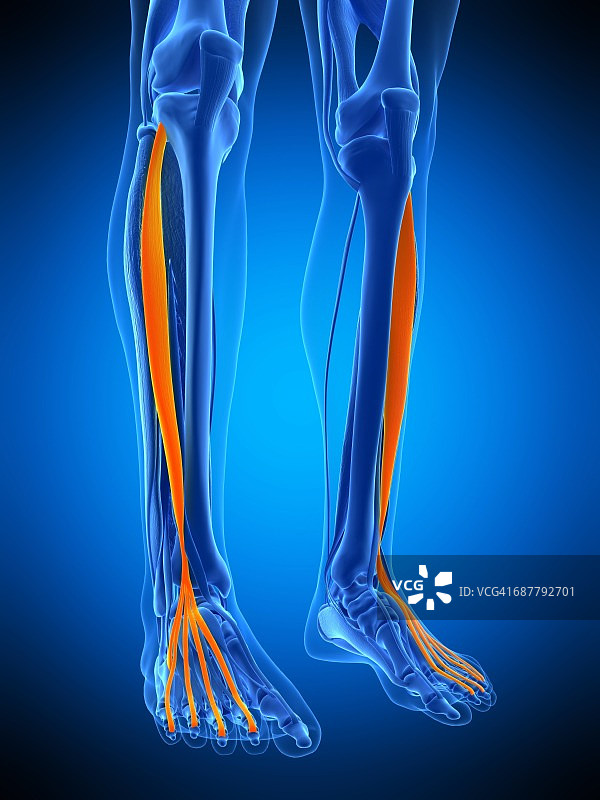 腿部肌肉、插图图片素材