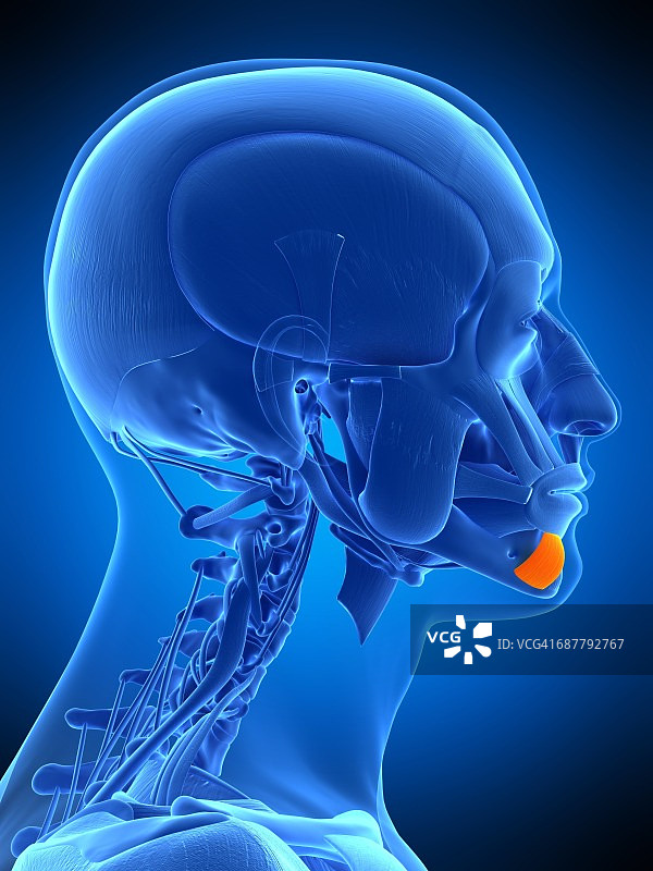 面部肌肉插画图片素材